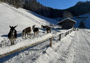 Esel im Winter auf der Hochsteigalm, (c) www.hochsteinalm.at